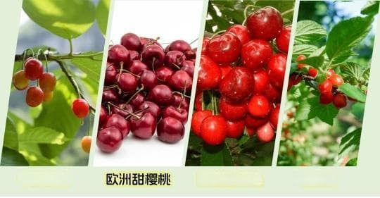 车厘子PK中国樱桃：谁更值得买？