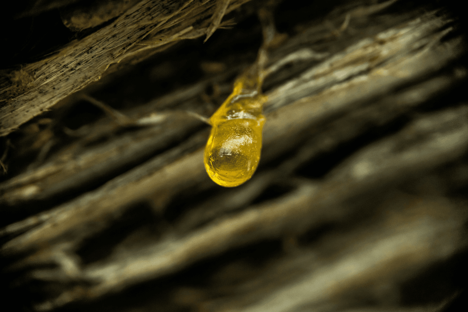 熊胆粉正确使用指南，避免踩坑！