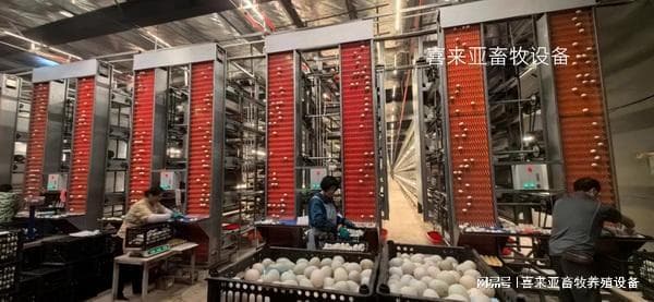 规模蛋鸭养殖发展现状以及存在的问题和消费者的变化