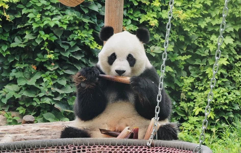 北京动物园完整旅游攻略：景点与餐饮推荐