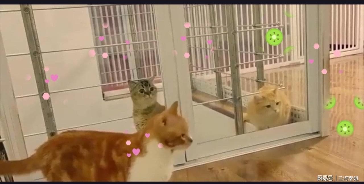女子上门喂猫一次110元，一天喂20家