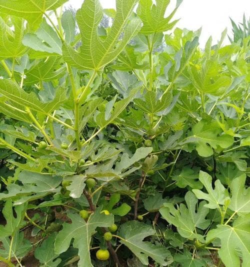 无花果的种植全指南（选择合适的时间和地点，学会如何种植无花果）