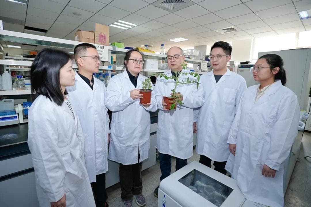 新成果揭露植物病毒"作恶过程"