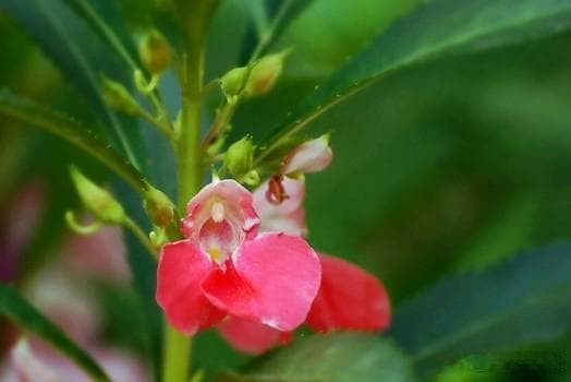 凤仙花的功效与作用：从护甲到通痹的中药妙用