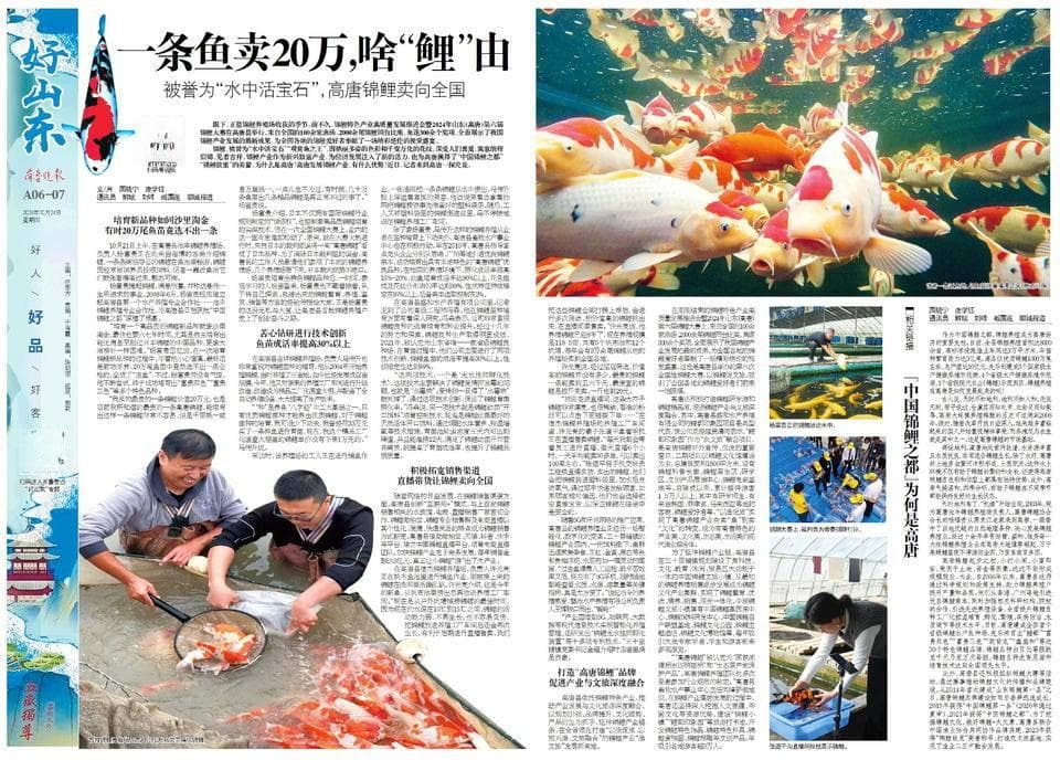 好山东|一条鱼卖20万,啥“鲤”由