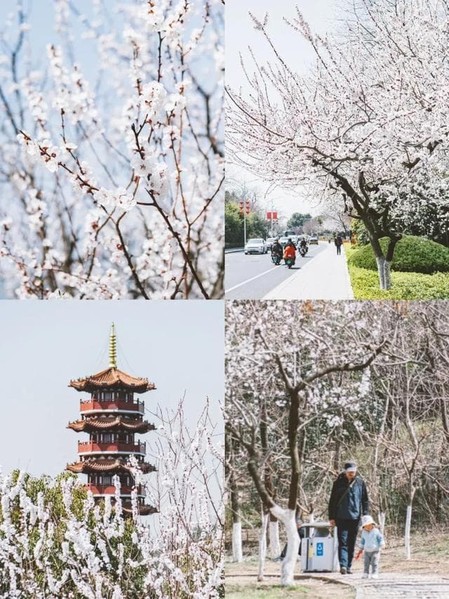 三月徐州十大赏花胜地全攻略