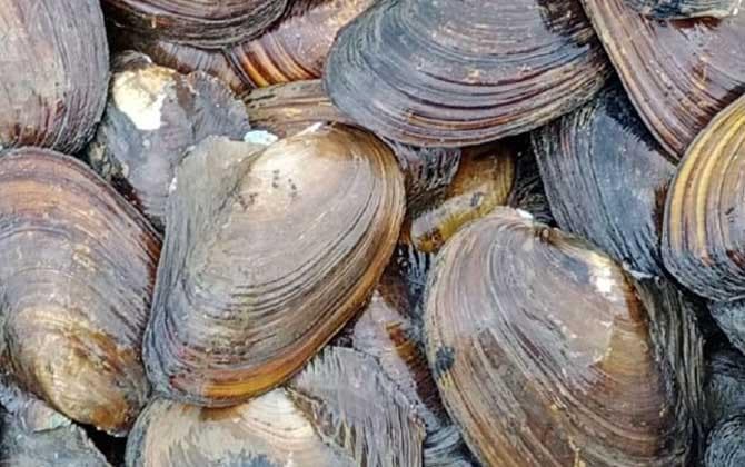 河蚌吃鱼屎吗？