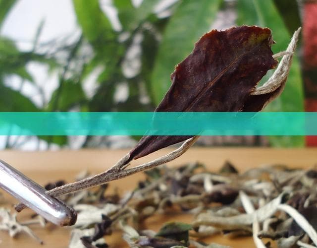 土耳其人喜欢喝什么茶叶？饮茶文化及他们常用的饮茶器具