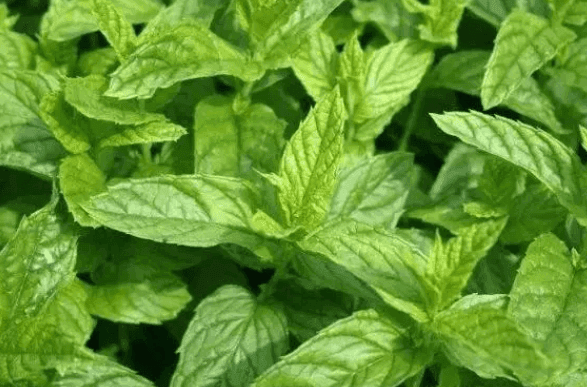 艾裕泡澡包的成分及其药用价值