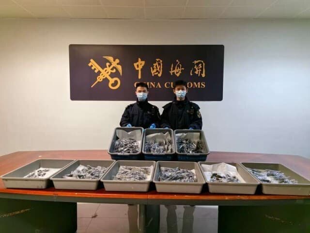 今年前3月，广州海关拦截逾2500只“异宠”非法入境