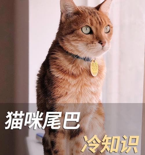 宠物猫情绪紧张的原因及缓解方法（从环境、饮食、行为等方面着手）