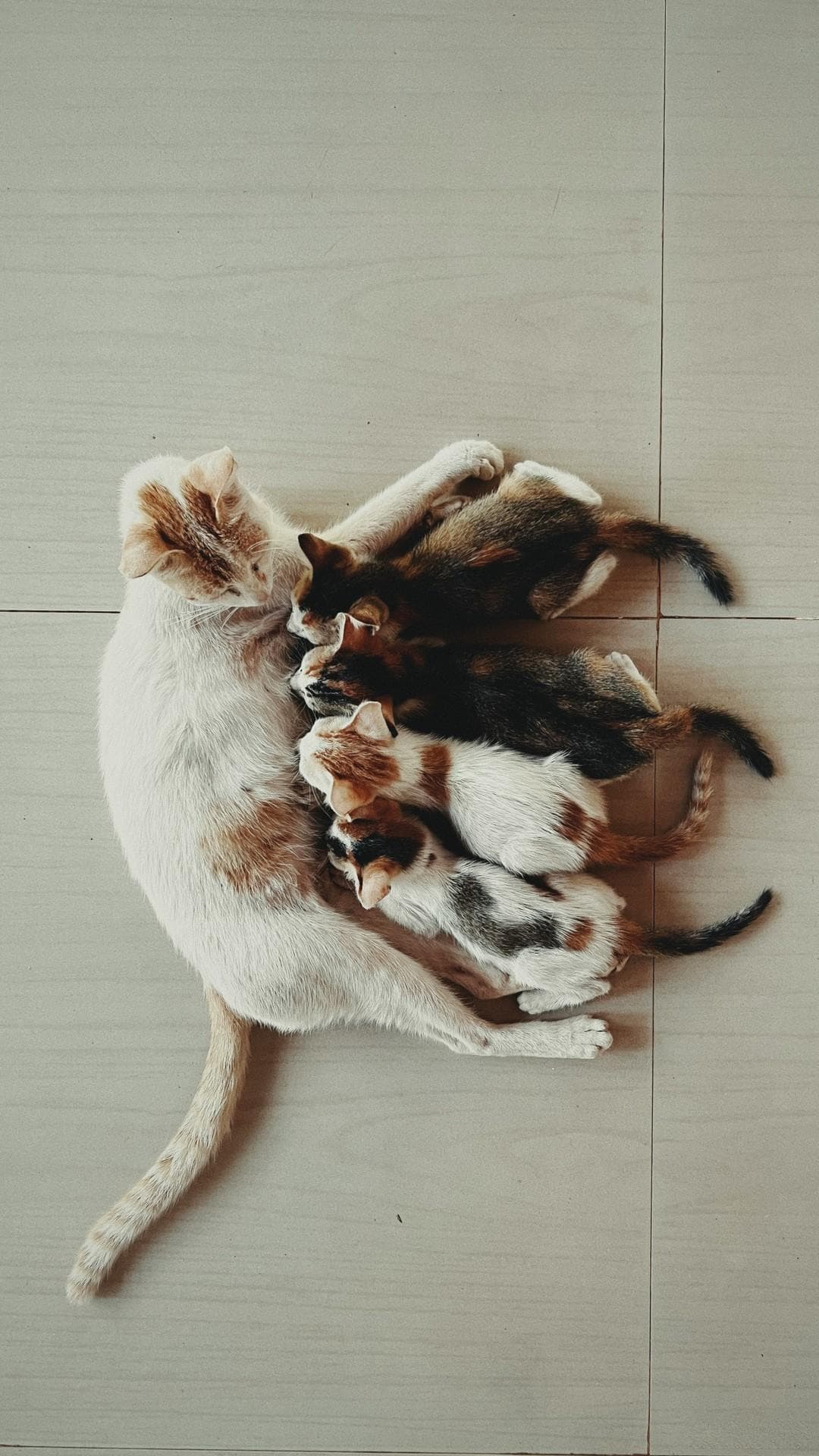 母猫会发现少了小猫吗？揭秘母猫的情感世界