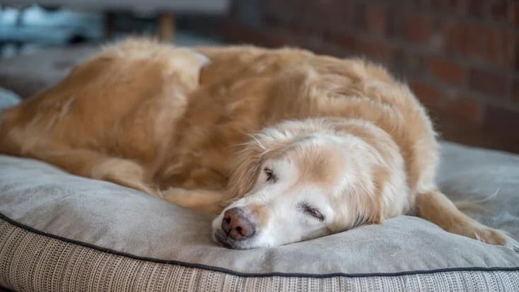 犬贾第鞭毛虫：症状、原因和治疗方法