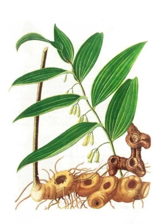 黄精（鸡头参）：从形态特征到药用价值的全面解析
