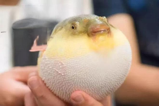 风险提示：河豚鱼的致命诱惑