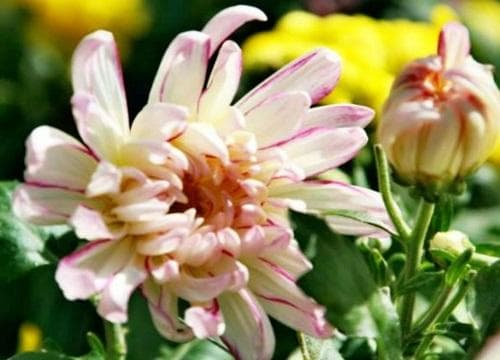 十大名贵菊花品种大全（世界上珍贵的菊花名种排名）