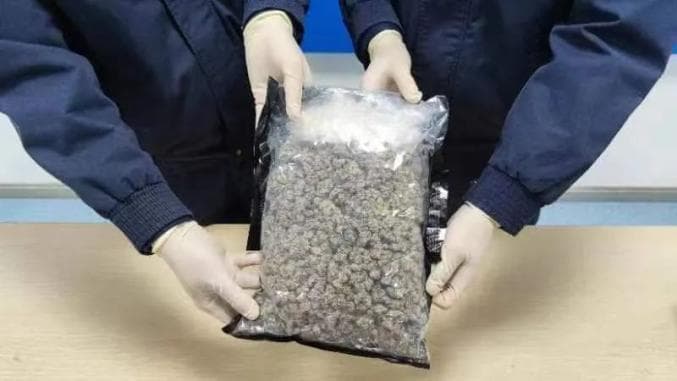 海关查获1043.8克大麻，一文读懂大麻危害与法律规定