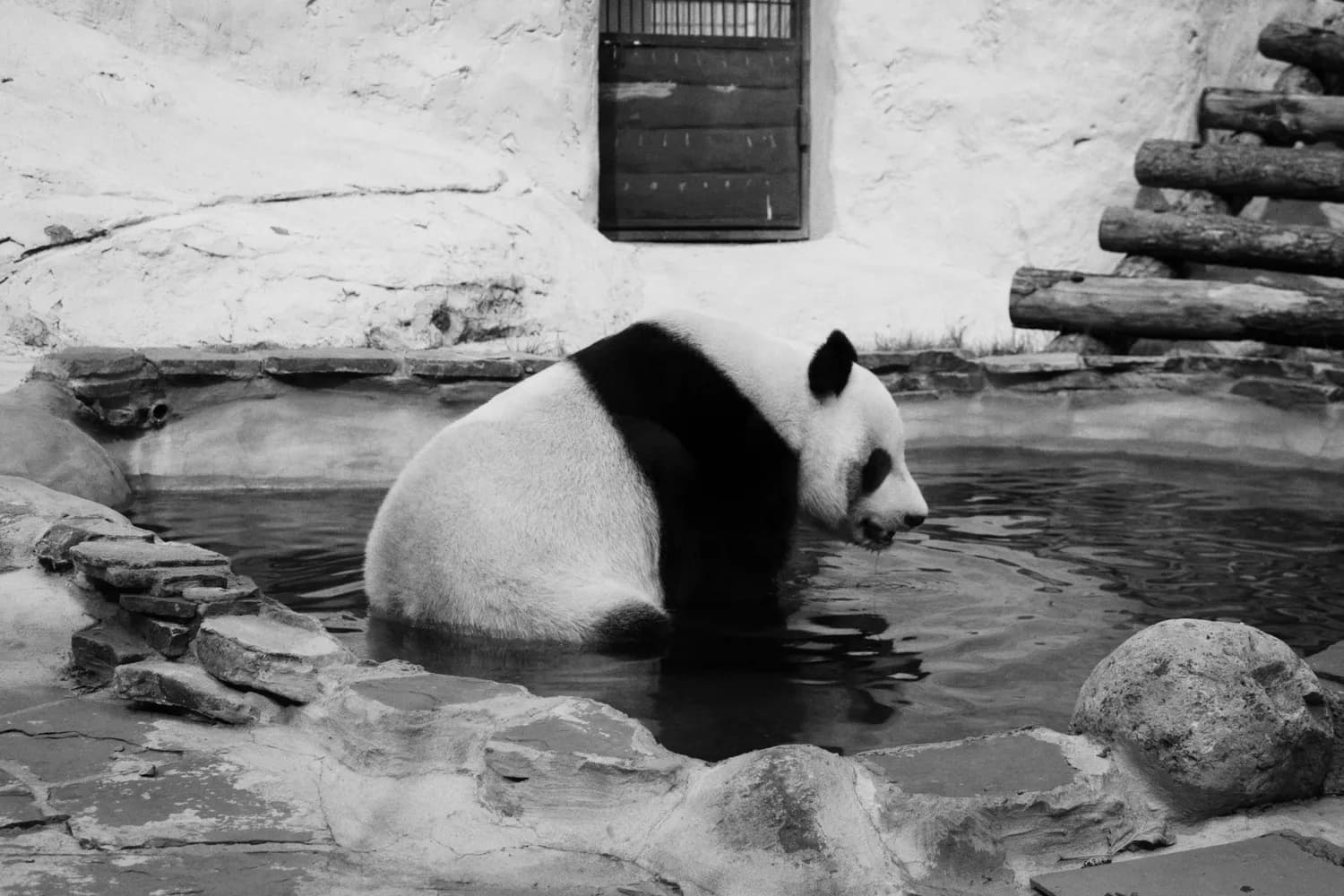 大运会上热搜的花花，揭秘熊猫爪子的秘密