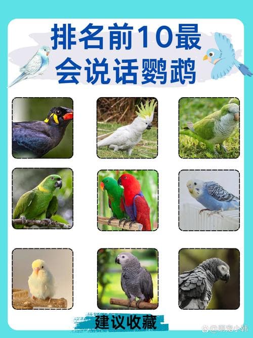 会说话的鹦鹉品种大盘点：从虎皮鹦鹉到灰鹦鹉
