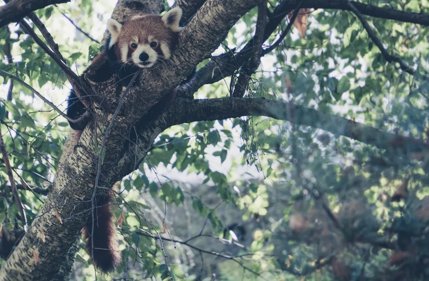 丽江老君山小熊猫频现，生态保护迫在眉睫