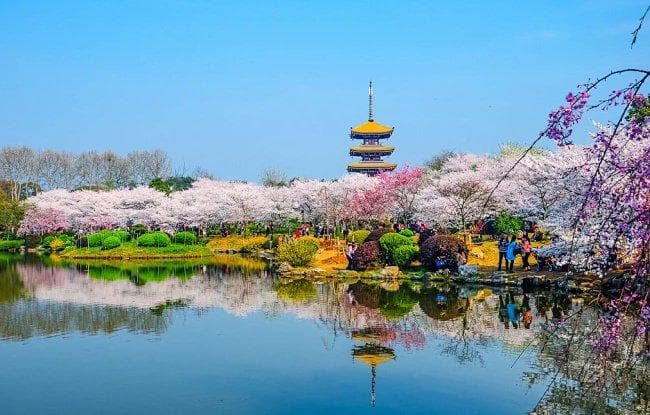 湖北早春赏花地图出炉！邂逅烂漫花海，拥抱春日浪漫
