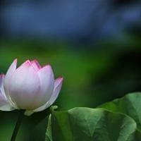 什么是实数和虚数