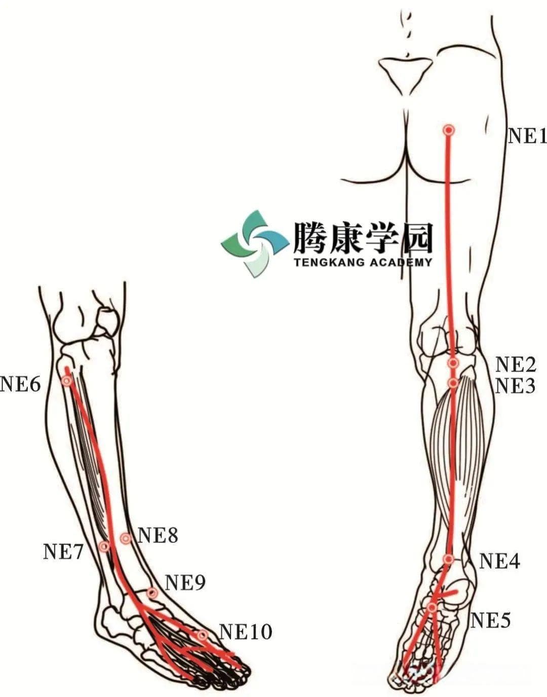 髋关节周围 6 条神经的解剖、损伤、症状和治疗