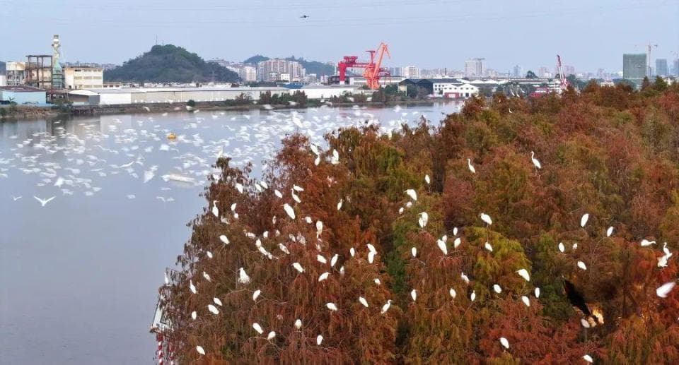 走，一起去观鸟！