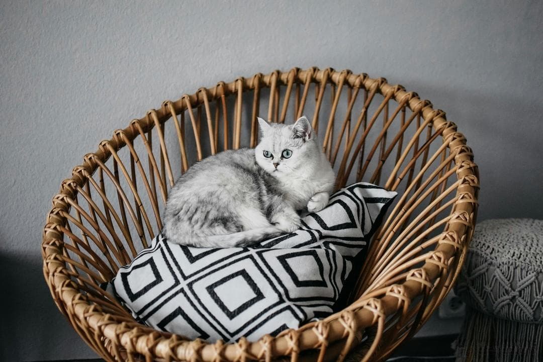 想让猫咪胖胖的？这几种猫粮让它增肥效果超好！🍽️🐾