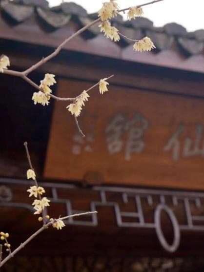 赏梅正当时！杭州植物园特色路线全攻略来了