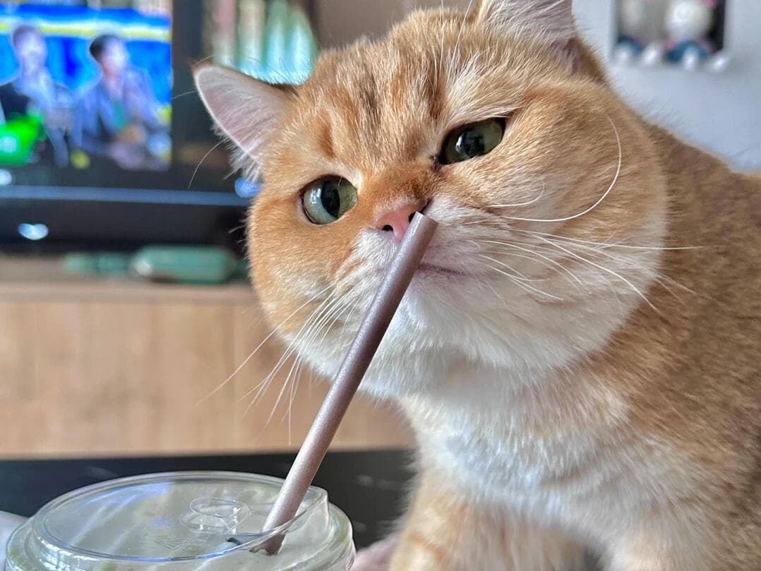 夏日补水大作战！这些猫咪饮水的知识一定要了解