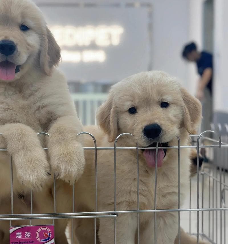 金毛犬价格全解析：15个关键影响因素让你明明白白消费