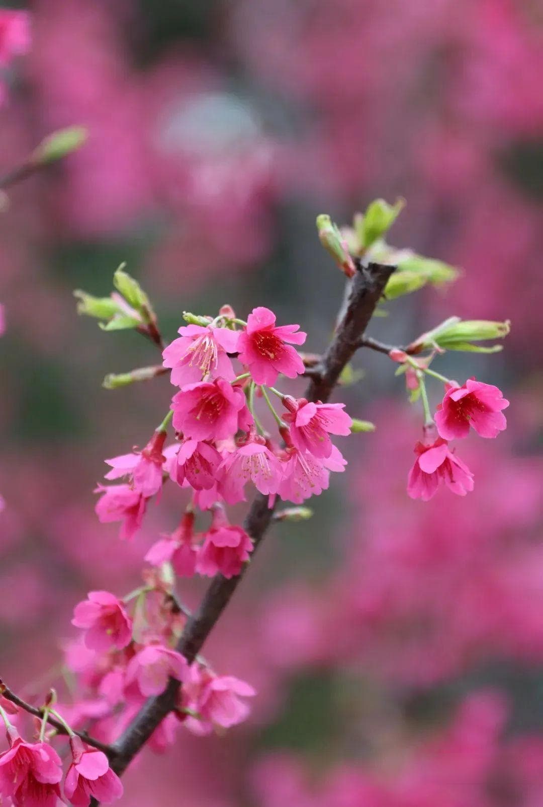 看“花”了！接下来的南昌，美成这样！