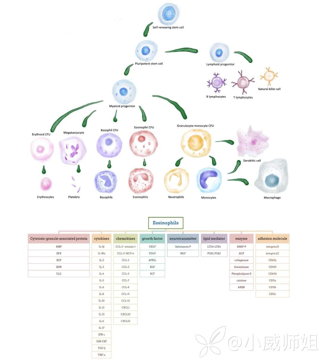 嗜酸粒细胞外陷阱在呼吸道疾病中的作用：致病机制与临床应用转化
