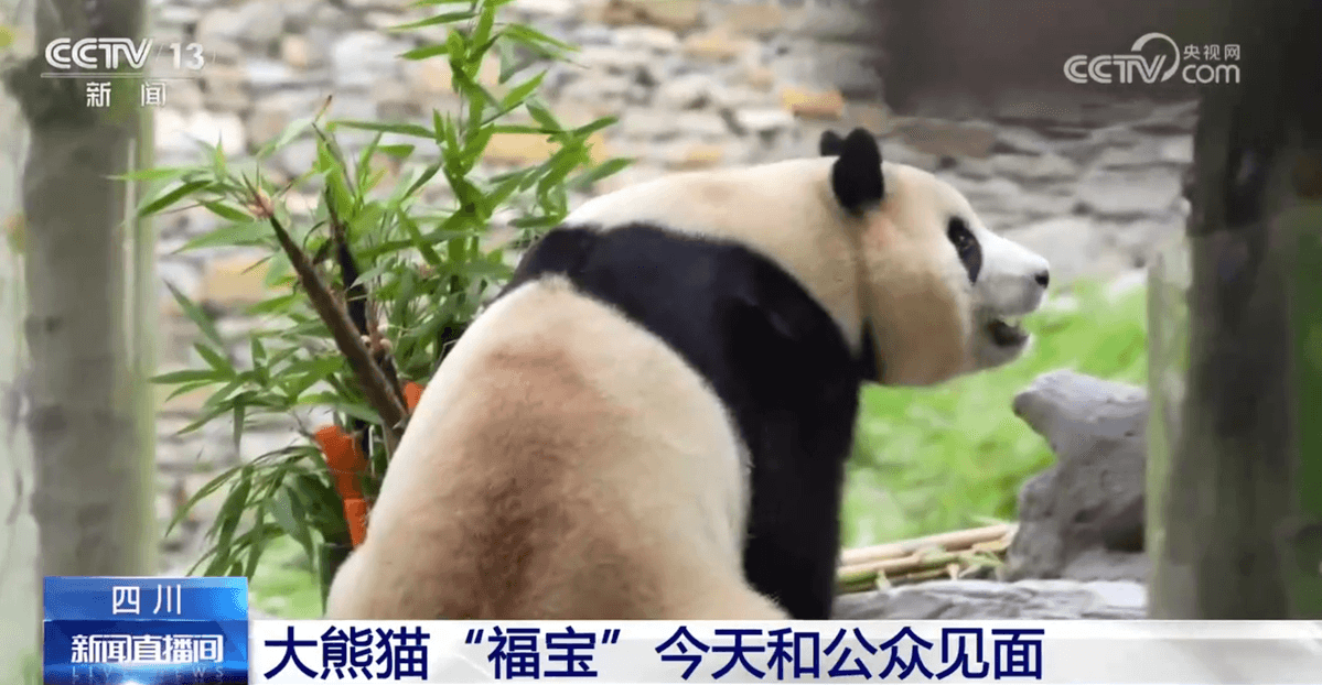 大熊猫"福宝"营业了！大家关心的问题请看这里