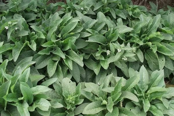 牧草种类大全，中国十大主流牧草品种