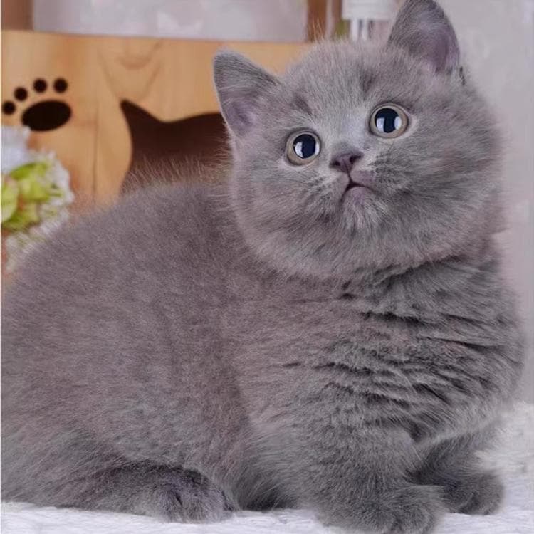 如何帮助猫咪适应新环境？这份实用指南请收好