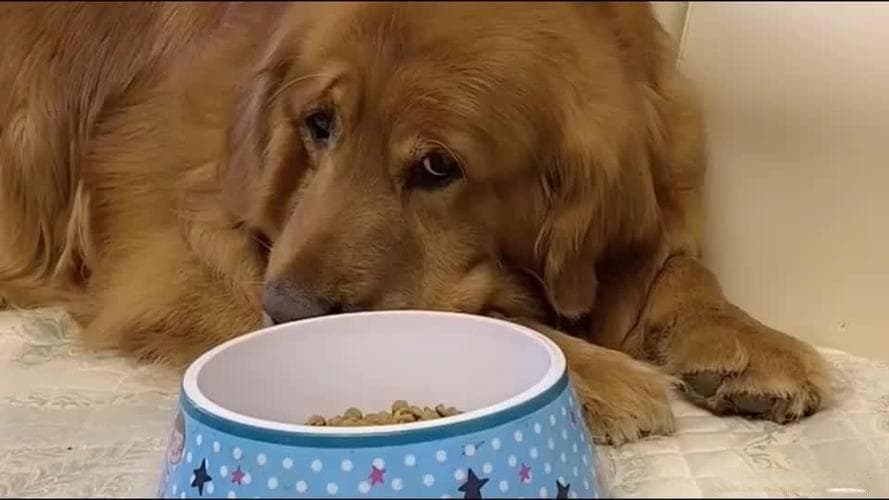 金毛犬食欲不振怎么办？8大原因+6大解决方案全解析