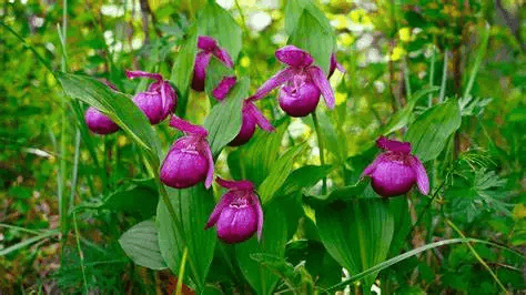 北方最美的兰花——大花杓兰