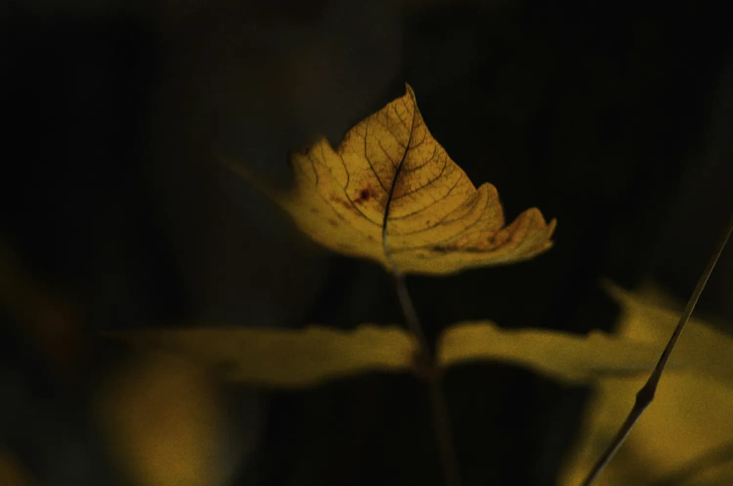 叶浮白的《叶似情花》：七绝中的深情
