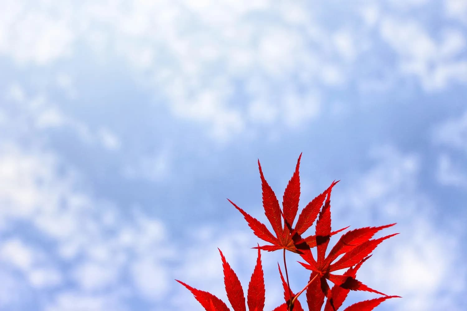 从废柴到巅峰：《牧神记》中的坚韧精神