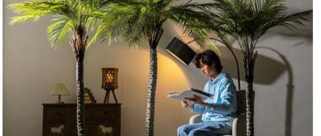 散尾葵的种植与养护（了解散尾葵的生长特点，让盆栽更健康）