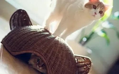 猫咪应激的 8 种表现，以及对应缓解方法