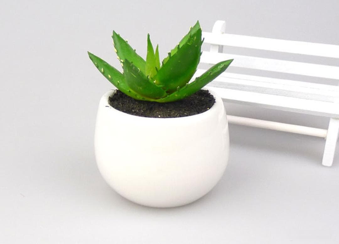 有哪些绿植适合放卧室且有助健康？