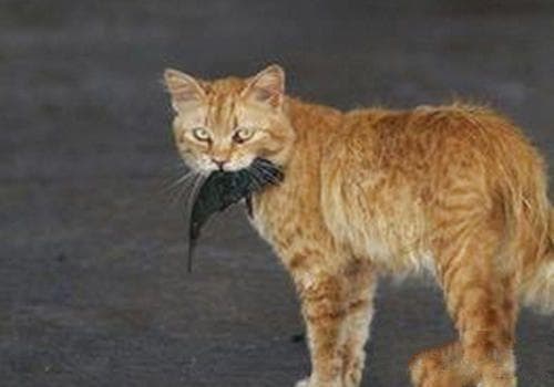 为什么有时猫咪会将东西叼到你面前