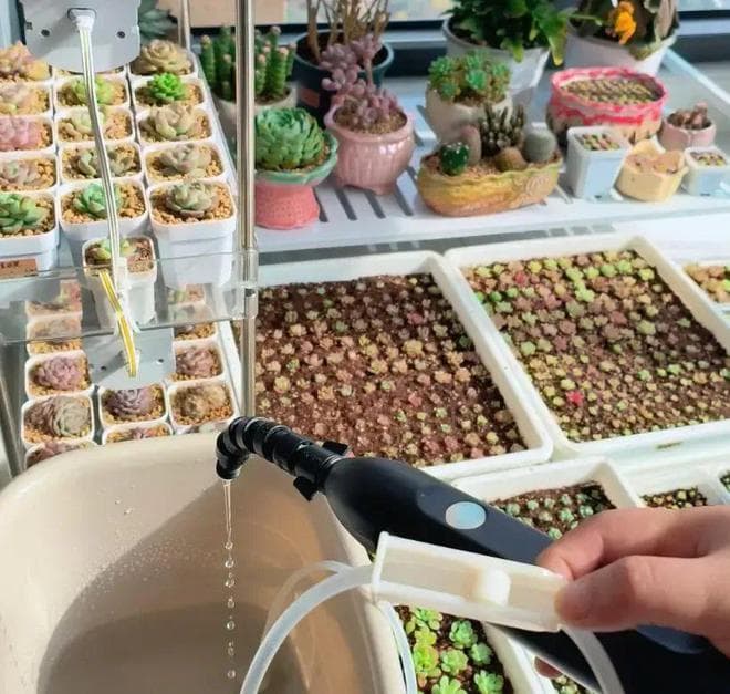 冬季多肉植物浇水指南：浸盆法让多肉安全过冬