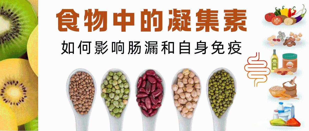 什么是凝集素，食物中的凝集素如何影响肠漏和自身免疫