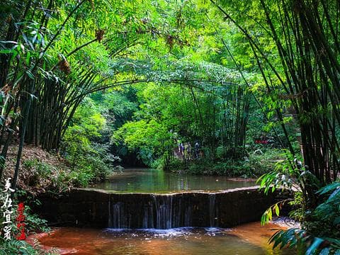 蜀南竹海：中国最大天然竹林景区的四季美景与文化魅力
