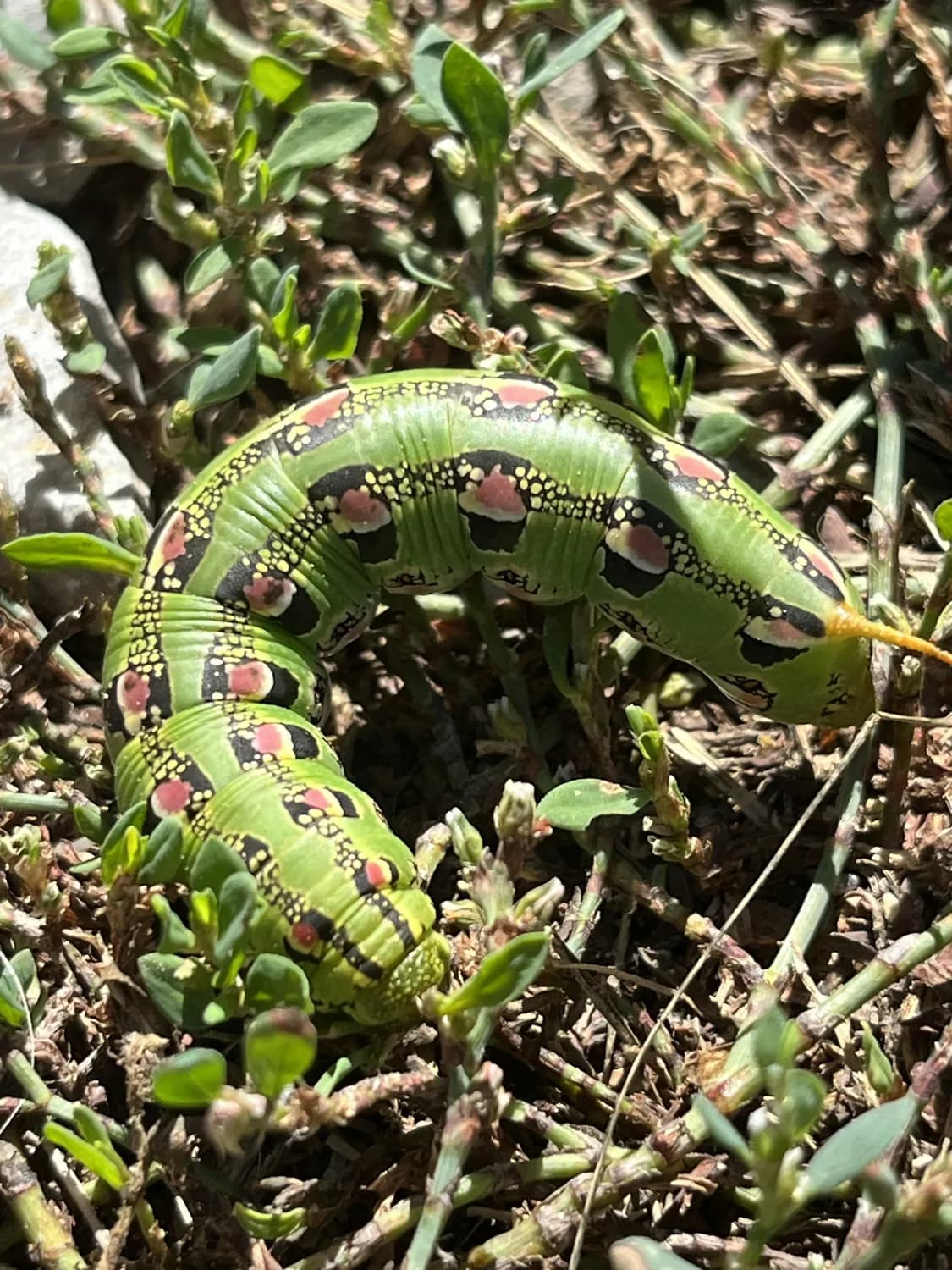 食物链：生物多样性的守护者