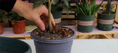 茶花的浇水方法（多久浇一次水才最适宜？茶花的养护小技巧）